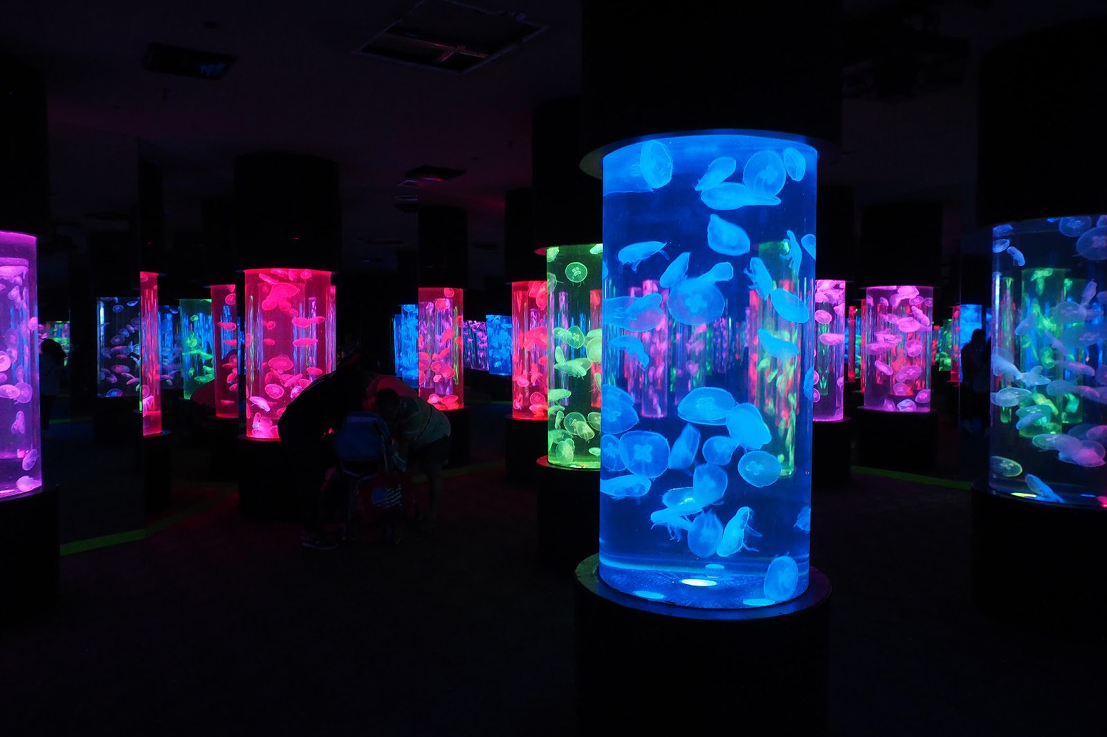 jellies-exhibit-manila-faq